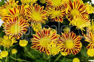 Chrysantheme , Blumenstrauss