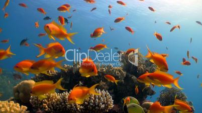 coral reef red fish