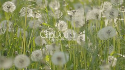 Dandelions in grass rattling from wind gusts