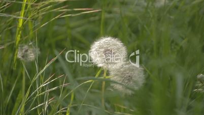 Couple of dandelions among weeds on wind
