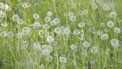 Covered with seeds dandelions and green weeds swaying on wind
