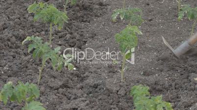 Unrecognizable person weeding tomato seedling