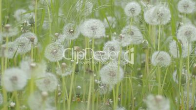 Wind rustles green weed and dandelions