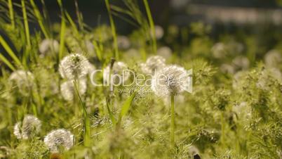 Green weeds and dandelions with seeds swaying on wind