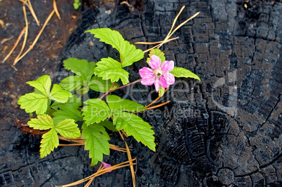 Flower on the burnt stump