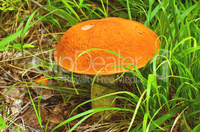 Orange-cap boletus