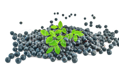 Pile blueberries with a sprig of