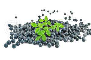 Pile blueberries with a sprig of