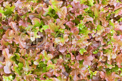 The texture of red lettuce