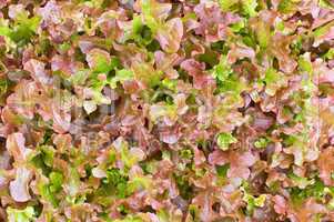 The texture of red lettuce