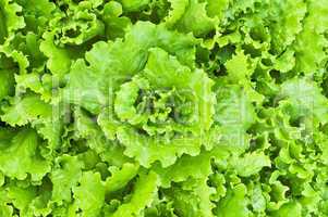 The texture of the green lettuce