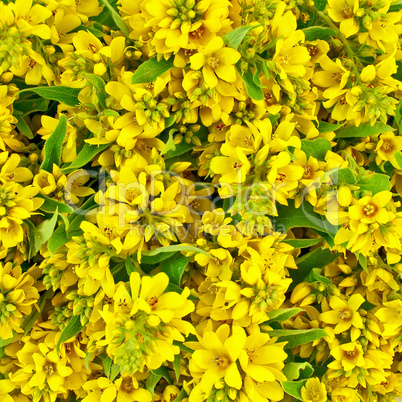 The texture of yellow flowers