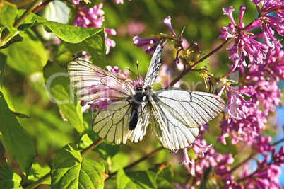 Two butterflies on a lilac