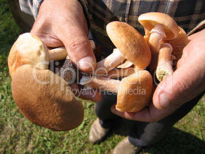 eatable mushrooms