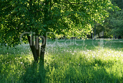 tree covered by the sun