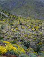 Spring in Mojave Desert