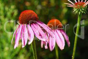 Echinacea purpurea