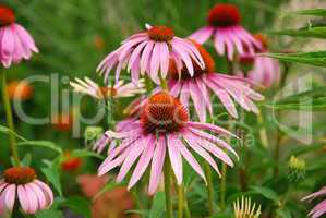 Echinacea purpurea