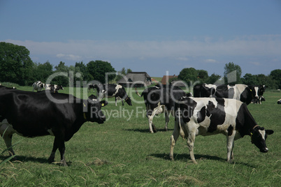 Holsteiner Kühe