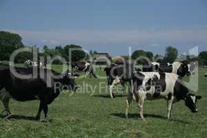 Holsteiner Kühe