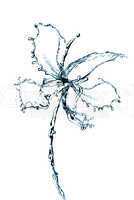 Orchid flower made of water