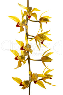 Fresh bright yellow orchid