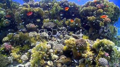 colorful fish on coral reef