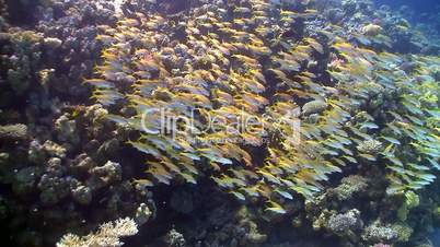 shoal of yellow fish on the coral reef