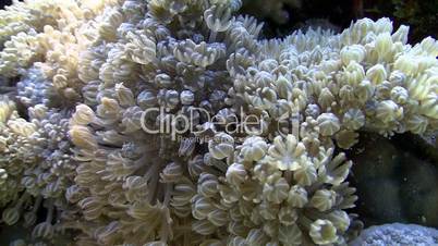 White pulse soft coral