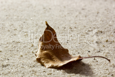 Dry Leaf