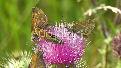 Dickkopffalter - Thick head moth