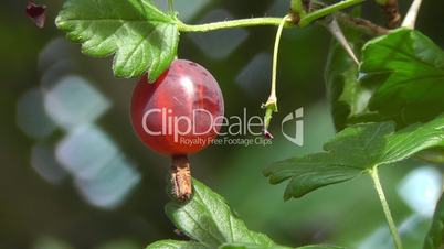 Stachelbeere - Gooseberry