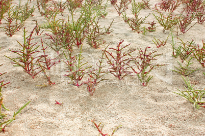 Plants group of saltwort