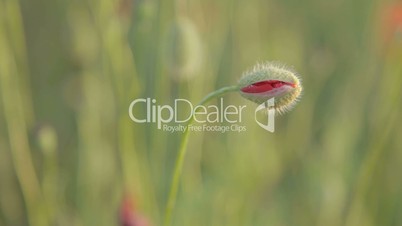Closed bud of red poppy on wind