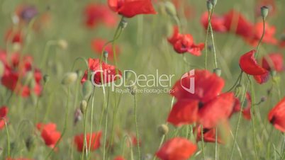 Red poppies field swaying on the wind in various locations