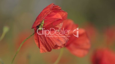 Green grasshopper sitting on blossoming petals of red poppy