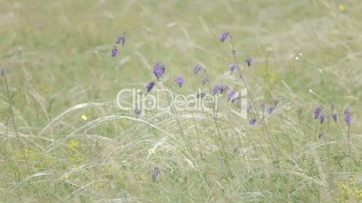 Wind playing with wildflowers in the high green grass