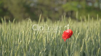Single red poppy in green wheat field