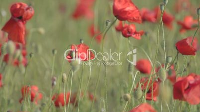 Wind rustling red poppies