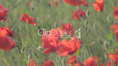 Wind rustling red poppies