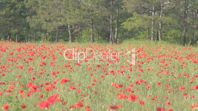 Flowering red poppies swaying on the wind against pine trees
