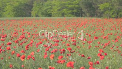 Red poppies in blossom swaying on the wind against trees