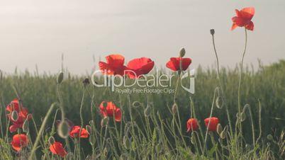 Field of red poppies trembling on wind.
