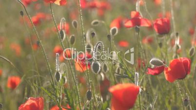 Wind rustling red poppies with green bulbs