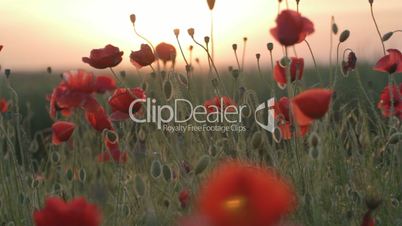 Field of red poppies at sunset on wind