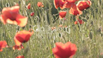 Play of wind with red poppies field