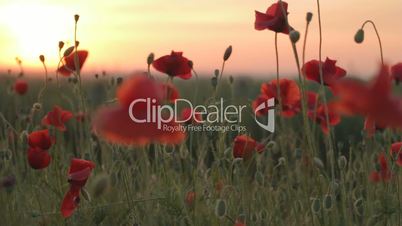 Flowering red poppies on wind against sunset
