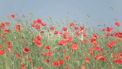 Red poppies mixed with weeds, trembling in the wind