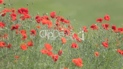 Red poppies mixed with weeds, trembling in the wind
