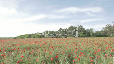 Tableau of red poppies in bloom, forest and sky